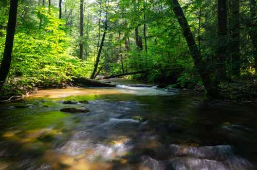 A serene forest scene with a flowing creek surrounded by lush green trees and dappled sunlight.