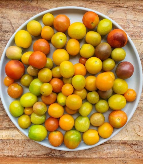 A round plate filled with a colorful assortment of small tomatoes in various shades of yellow, orange, and green.