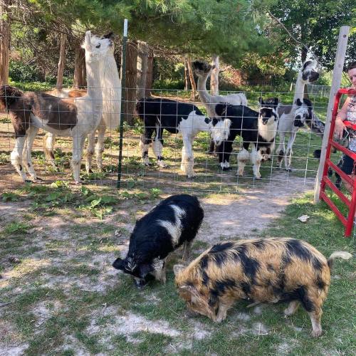 A group of llamas and pigs in a grassy area, with a person standing nearby by a fence.
