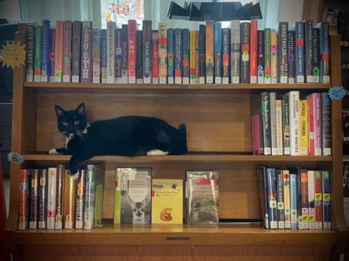 A black and white cat lounging on a bookshelf filled with colorful books in a cozy library setting.