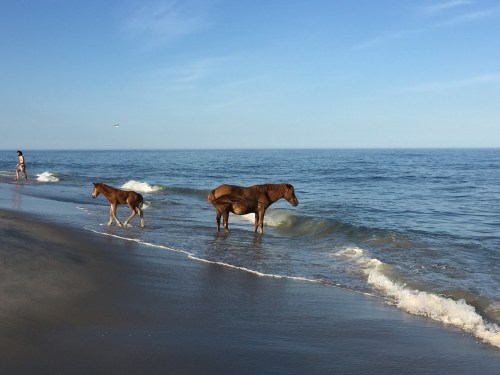 Two horses wade in the shallow waves of a beach, with a person walking in the background under a clear blue sky.
