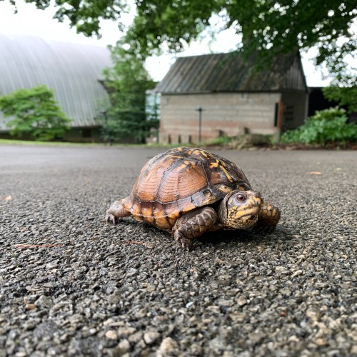 A turtle walking on a paved path with greenery and buildings in the background.