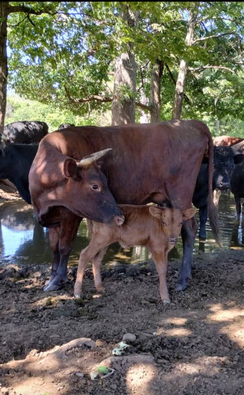A brown cow stands beside a calf, both near a water source surrounded by trees.