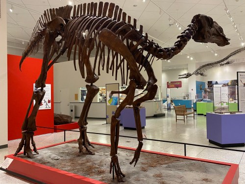 A large dinosaur skeleton displayed in a museum, set against colorful exhibit backgrounds.