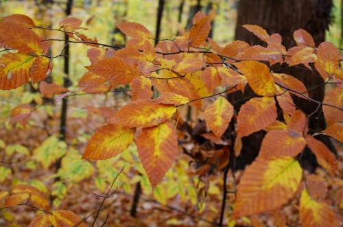 Close-up of vibrant orange and yellow autumn leaves on a branch, set against a blurred forest background.