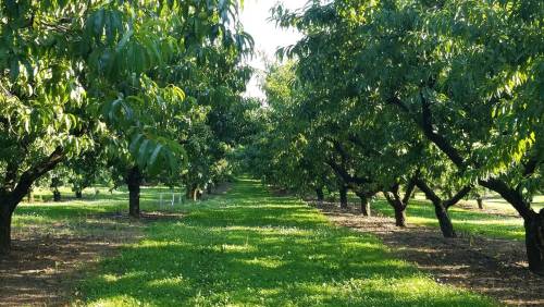 A sunny orchard with rows of lush green trees and grass, creating a peaceful, natural pathway.