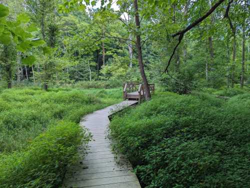 A wooden walkway winds through lush green vegetation in a serene forest setting.