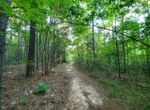 A serene forest path surrounded by lush green trees and underbrush, inviting exploration.