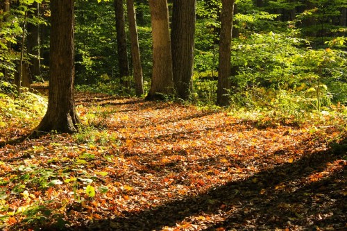 A sunlit forest path covered in autumn leaves, with tall trees casting long shadows.