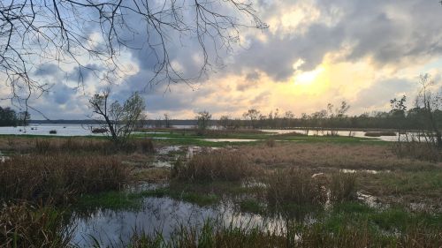 A serene landscape featuring a wetland with tall grasses, water reflections, and a cloudy sky at sunset.