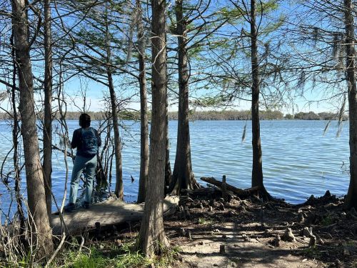 A person stands by a lake, surrounded by trees, gazing out at the water on a clear day.