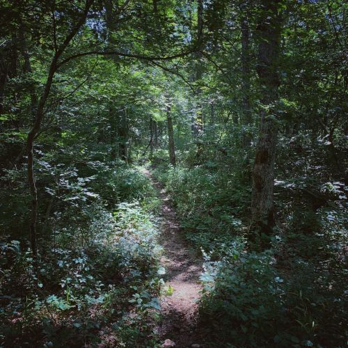 A narrow dirt path winding through a lush, green forest filled with trees and underbrush.