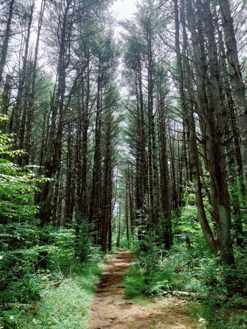 A serene forest path lined with tall pine trees and lush greenery under a bright sky.