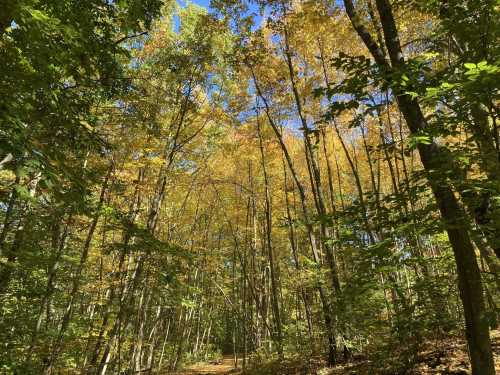 A serene forest path lined with tall trees, showcasing vibrant autumn foliage against a clear blue sky.