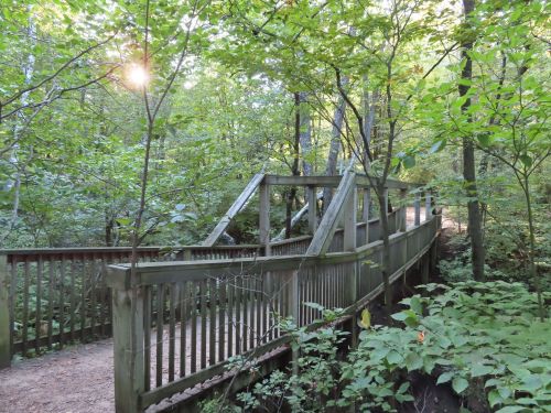 A wooden bridge winding through a lush green forest, with sunlight filtering through the trees.