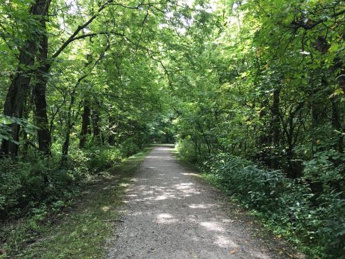 A serene, tree-lined path through a lush green forest, inviting for a peaceful walk or hike.