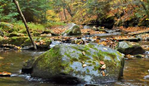 A serene stream flows over moss-covered rocks, surrounded by autumn foliage and trees.