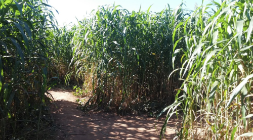 A narrow path winding through tall, dense green corn stalks under a clear blue sky.