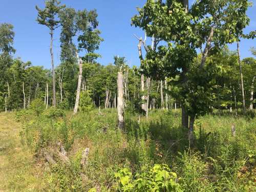 A sunny forest scene with green trees and tall grass, featuring a mix of healthy and dead tree trunks.