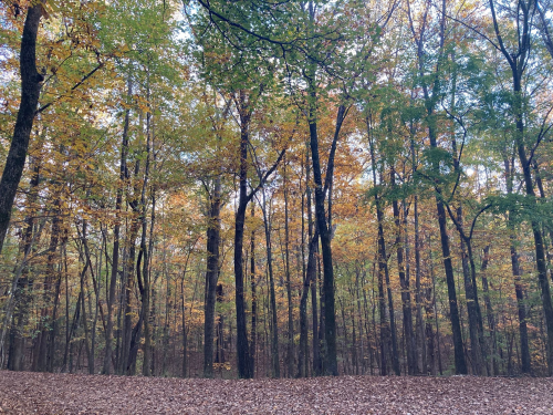 A serene forest scene with tall trees displaying vibrant autumn foliage and a carpet of fallen leaves on the ground.