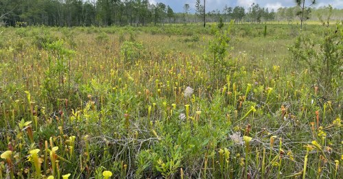 A vibrant field of pitcher plants and green vegetation under a cloudy sky, surrounded by trees in the background.