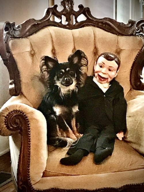 A dog sits next to a ventriloquist dummy on an ornate armchair, both looking relaxed and friendly.