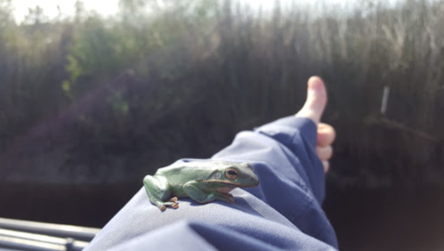 A green frog perched on a person's arm, with a blurred natural background and a thumb raised in the foreground.