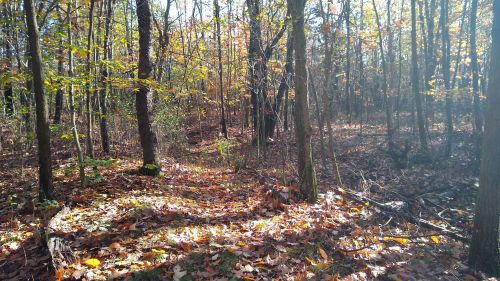 A sunlit forest path covered in colorful autumn leaves, surrounded by trees with changing foliage.