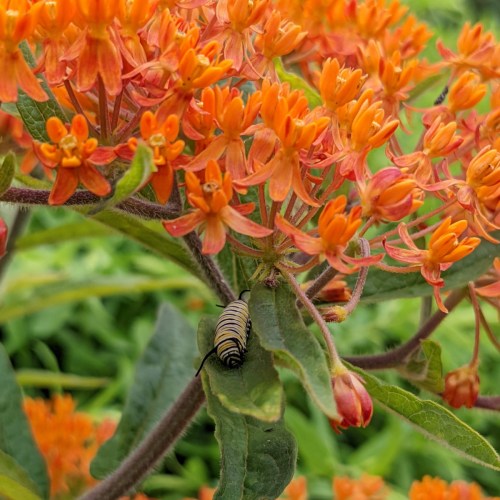 A close-up of orange flowers with a black and yellow striped caterpillar resting on a green leaf.