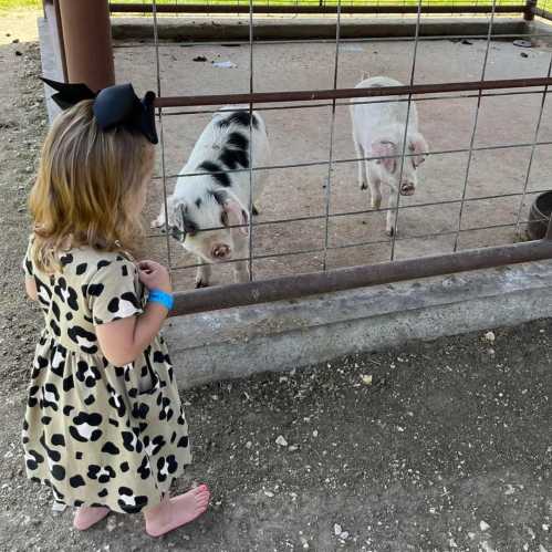 A young girl in a leopard-print dress interacts with two pigs at a petting zoo, standing by a fenced area.