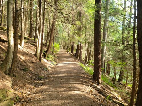 A serene forest path lined with tall trees and dappled sunlight filtering through the leaves.