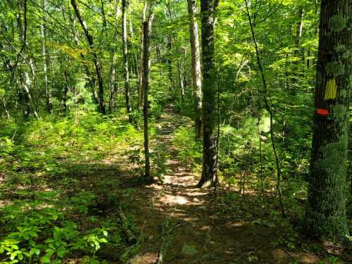 A sunlit forest path surrounded by lush green trees and underbrush, with trail markers on nearby trunks.