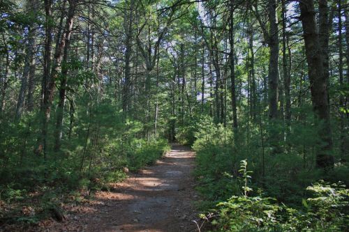 A serene forest path winding through tall trees and lush greenery, inviting exploration and tranquility.