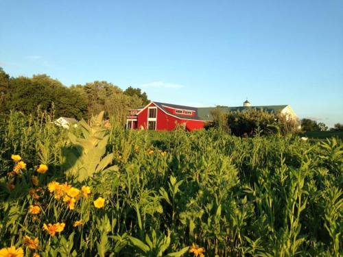 A red barn surrounded by tall green grass and vibrant yellow flowers under a clear blue sky.