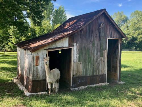 A llama stands outside a rustic wooden barn on a sunny day, surrounded by green grass and trees.