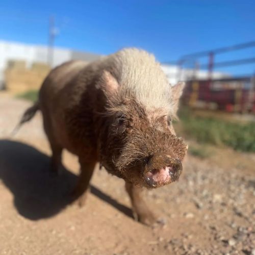 A close-up of a small pig with a light-colored snout and bristly hair, standing on a dirt path in a sunny setting.