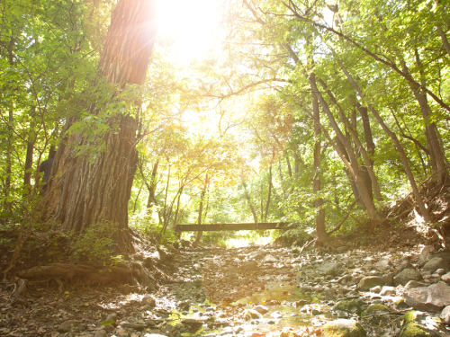 Sunlight filters through trees in a lush forest, illuminating a dry creek bed and a wooden bridge in the background.