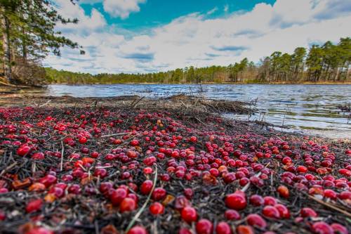A landscape view of a lake with a foreground of scattered red berries and trees lining the shore under a blue sky.