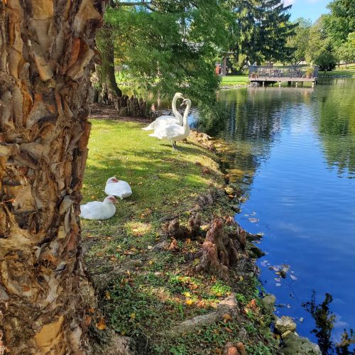 A serene pond scene with a swan and ducks by the water, surrounded by trees and a wooden dock in the background.