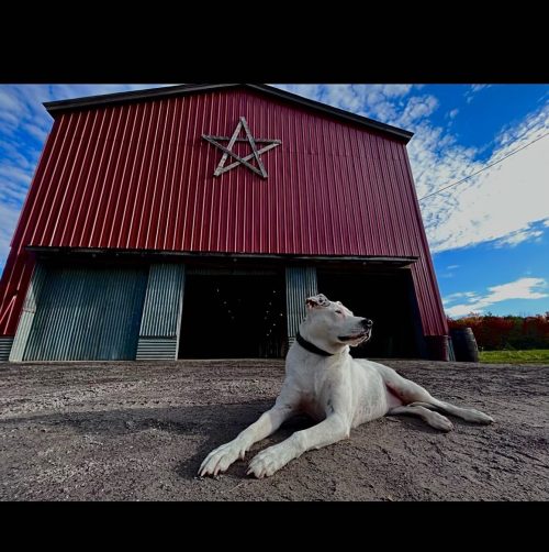 A dog lies on the ground in front of a red barn with a star emblem against a blue sky.