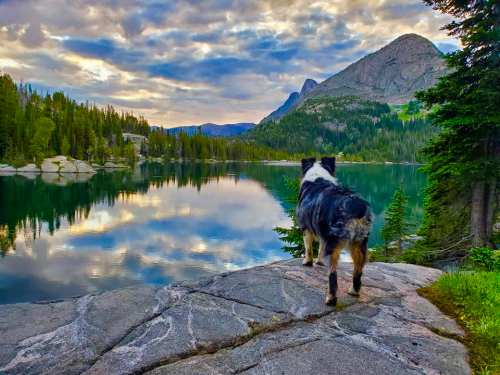 A dog stands on a rock by a serene lake, surrounded by trees and mountains under a colorful sky.