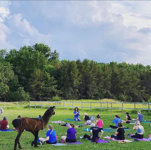 A group of people practicing yoga on mats in a grassy field, with a llama nearby and trees in the background.