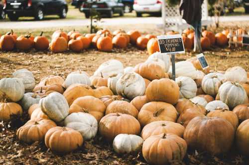 A variety of pumpkins in different colors and sizes, displayed on the ground at a pumpkin patch.