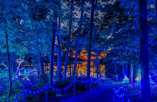 A serene forest path illuminated by blue lights, with trees and a sunset reflecting on the water in the background.