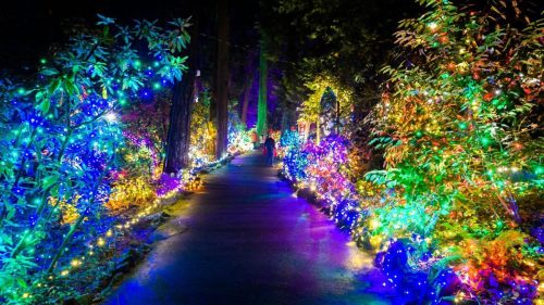 A brightly lit pathway surrounded by colorful holiday lights and trees at night.