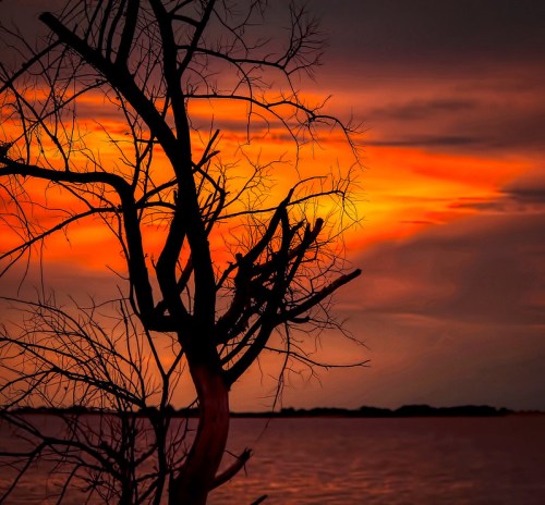 Silhouetted tree branches against a vibrant orange and purple sunset over calm waters.