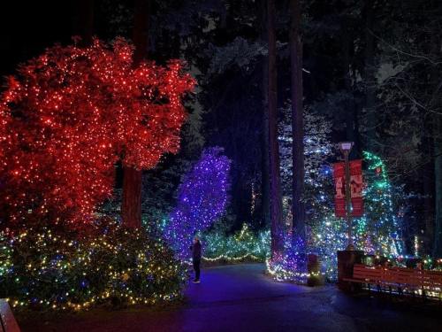 A forest path illuminated by colorful holiday lights in red, purple, and blue, surrounded by trees at night.