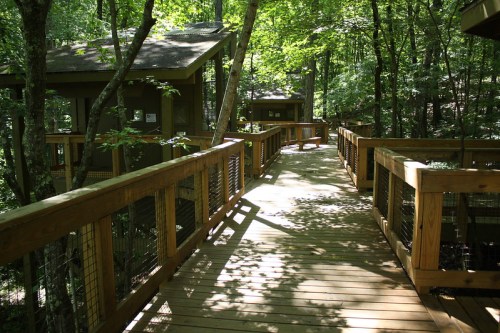 A wooden walkway surrounded by trees, leading to treehouse structures in a lush green forest.