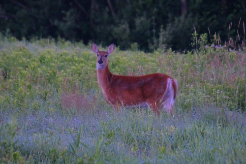 A deer stands in a grassy field, looking back towards the camera amidst lush greenery.
