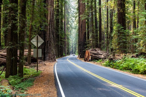 A winding road through a lush redwood forest, flanked by tall trees and fallen logs, with a traffic sign visible.